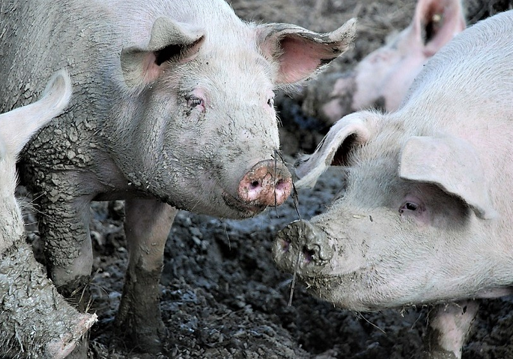 La Consejería de Agricultura no controla los nitratos de 1055 balsas de purines en el área de influencia del Mar Menor La Consejería de Agricultura no controla los nitratos de 1055 balsas de purines en el área de influencia del Mar Menor