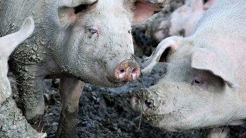 purines purines