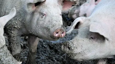 purines purines