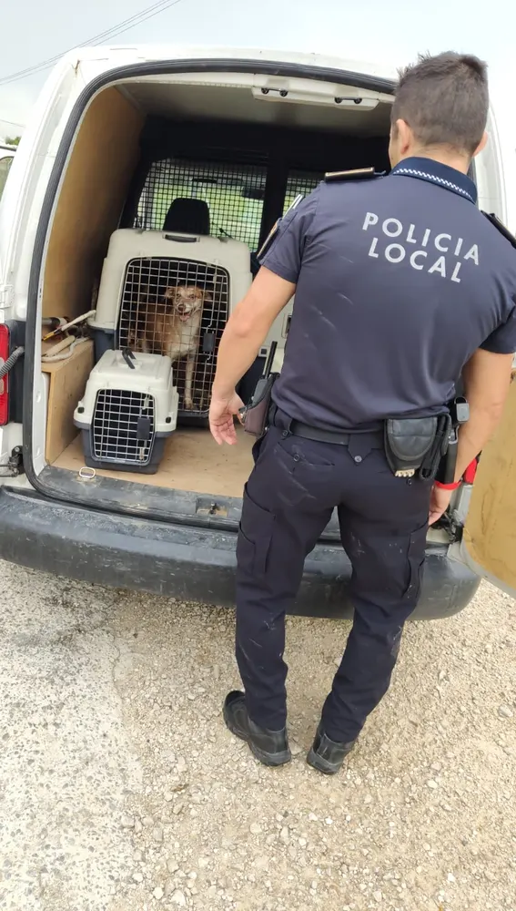 Agente de la Policía Local de Elche junto a algunos de los animales rescatados en Elche.