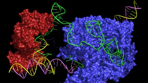 Un nuevo editor CRISPR podria corregir casi todas las enfermedades geneticas Un nuevo editor CRISPR podria corregir casi todas las enfermedades geneticas