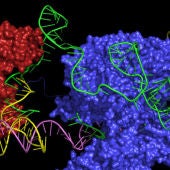 Un nuevo editor CRISPR podria corregir casi todas las enfermedades geneticas