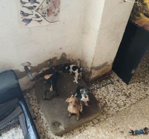 Perros encontrados por la Policía Local en la vivienda de Elche. Perros encontrados por la Policía Local en la vivienda de Elche.