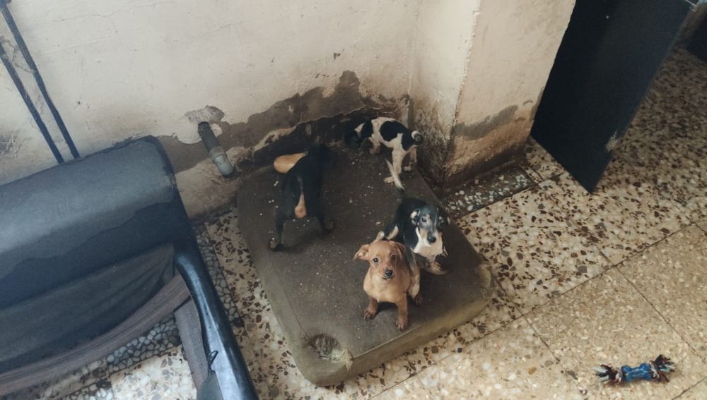 Perros encontrados por la Policía Local en la vivienda de Elche.