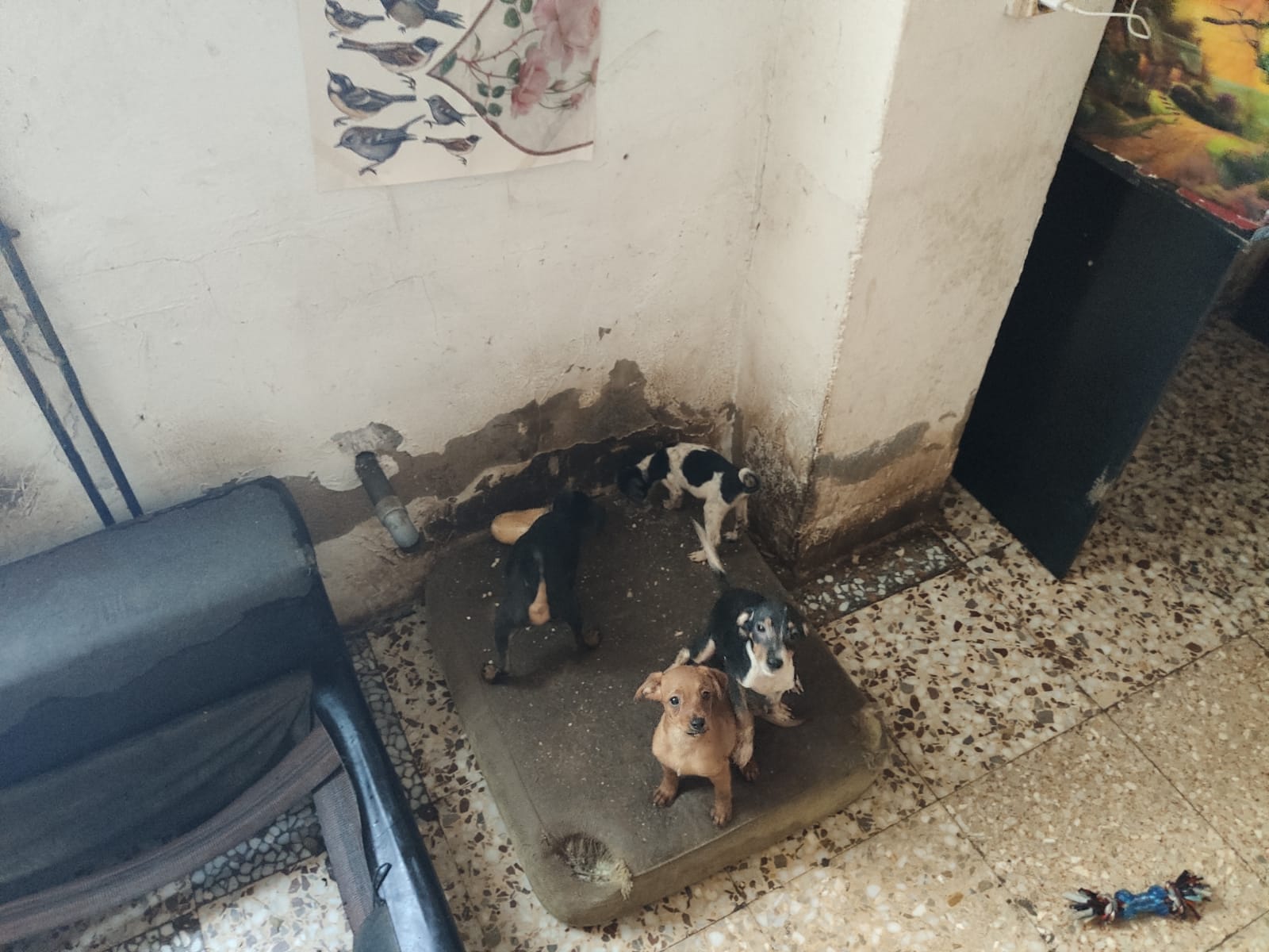 La Policía Local instruye diligencias contra una vecina de Elche que tenía una veintena de perros en estado precario La Policía Local instruye diligencias contra una vecina de Elche que tenía una veintena de perros en estado precario