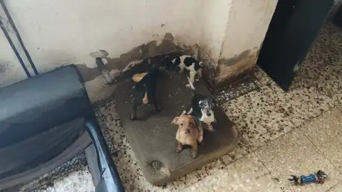 Perros encontrados por la Policía Local en la vivienda de Elche. Perros encontrados por la Policía Local en la vivienda de Elche.