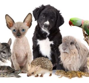 Descubre qué edad tienen realmente tus mascotas Descubre qué edad tienen realmente tus mascotas