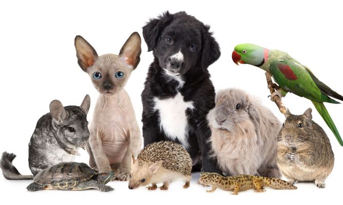 ¿Puede tu mascota infectarse y transmitir el coronavirus? ¿Puede tu mascota infectarse y transmitir el coronavirus?