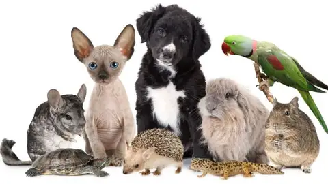 Descubre qué edad tienen realmente tus mascotas HOGARMANÍA