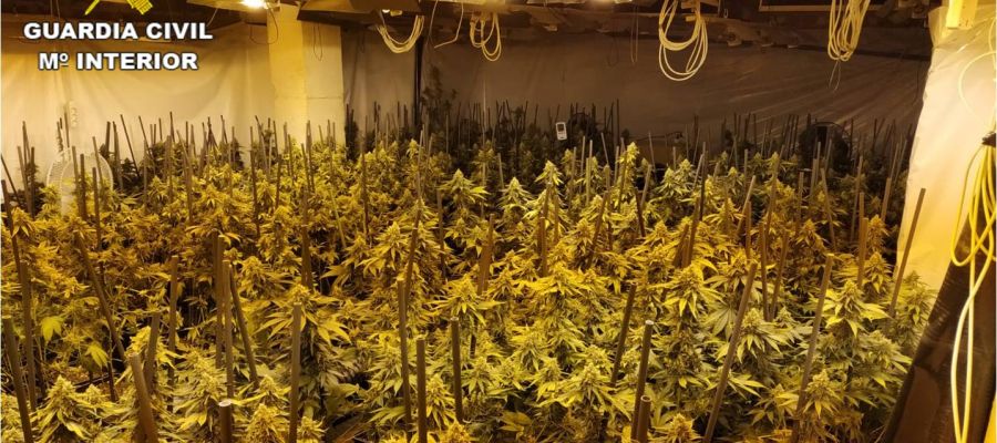 Plantación de marihuana en Crevillent. Plantación de marihuana en Crevillent.