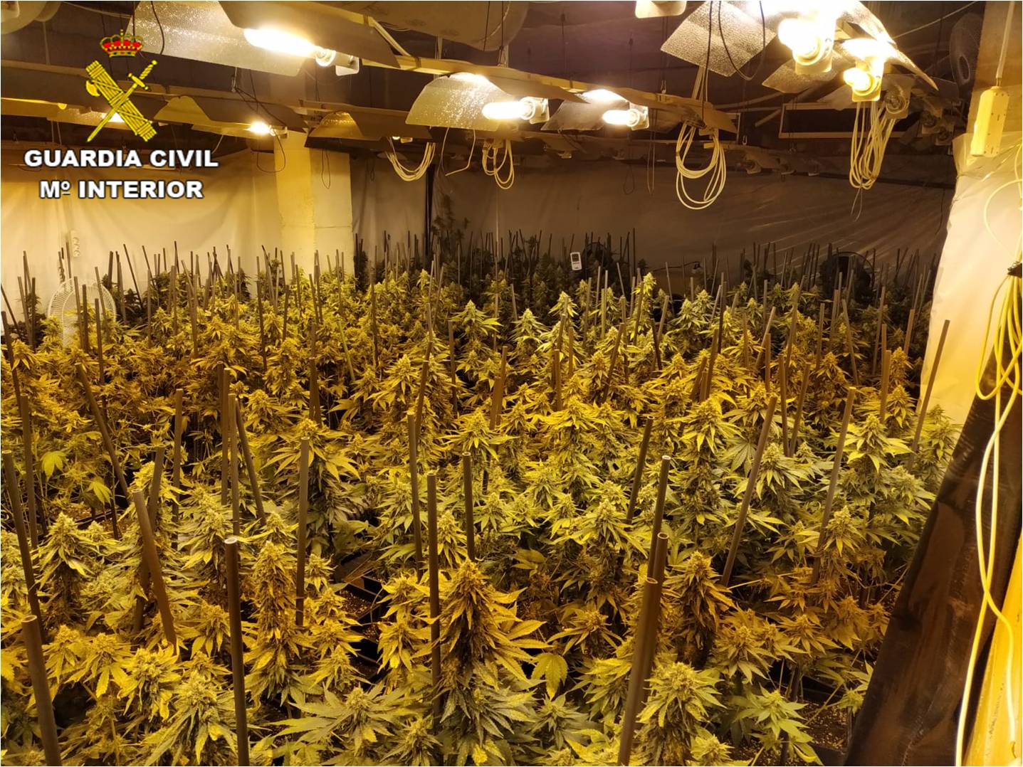 La Guardia Civil desmantela en un chalé de Crevillent una plantación de marihuana con 1369 plantas La Guardia Civil desmantela en un chalé de Crevillent una plantación de marihuana con 1369 plantas