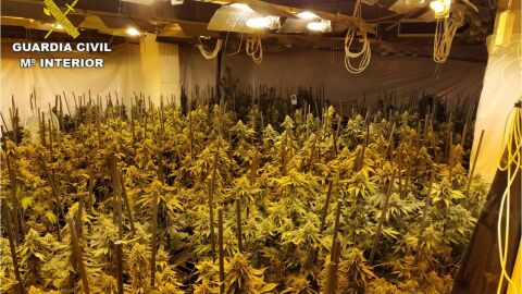 Plantaci&oacute;n de marihuana en Crevillent. 