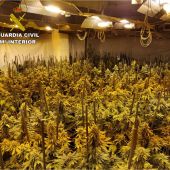 Plantación de marihuana en Crevillent. 