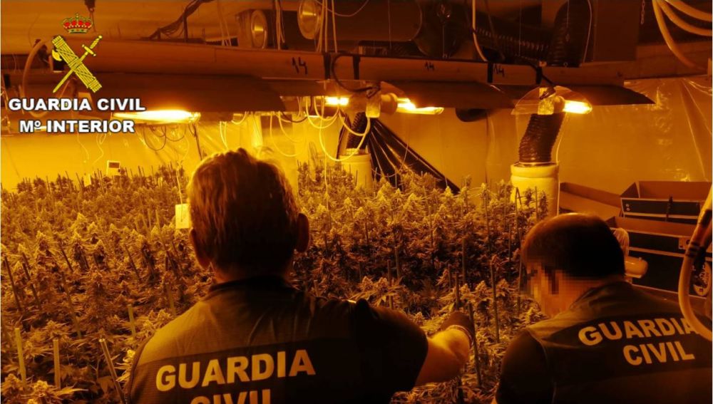 Plantacion de marihuana en chalé de Crevillent. 