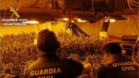 Plantacion de marihuana en chalé de Crevillent. Plantacion de marihuana en chalé de Crevillent.