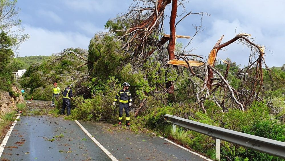 La DANA provoca la caída de 200 árboles en Ibiza.