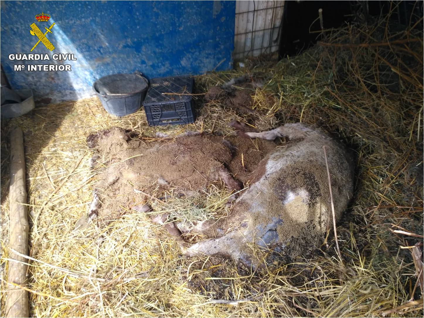 La Guardia Civil detiene a un vecino de Novelda por el robo de 21 animales en una granja de Agost y provocar la muerte a otros 38 La Guardia Civil detiene a un vecino de Novelda por el robo de 21 animales en una granja de Agost y provocar la muerte a otros 38