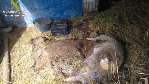 Animales muertos en la granja de Agosto.