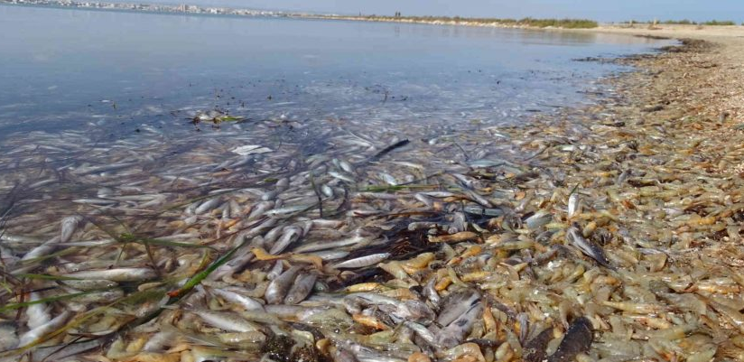 Señales del fin del mundo: Muerte en el Mar Menor Señales del fin del mundo: Muerte en el Mar Menor