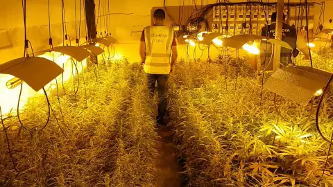 Más de 2000 plantas incautadas Más de 2000 plantas incautadas