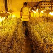 Más de 2000 plantas incautadas