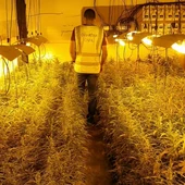 Más de 2000 plantas incautadas Más de 2000 plantas incautadas