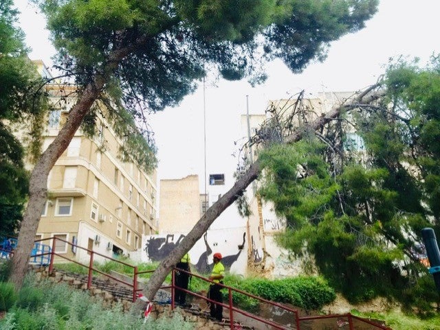 El Ayuntamiento de Elche comienza a retirar una docena de pinos de la ladera del río por riesgo a que se desplomen El Ayuntamiento de Elche comienza a retirar una docena de pinos de la ladera del río por riesgo a que se desplomen