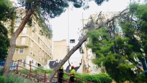 Tala de uno de los pinos de la ladera del r&iacute;o Vinalop&oacute; en Elche.