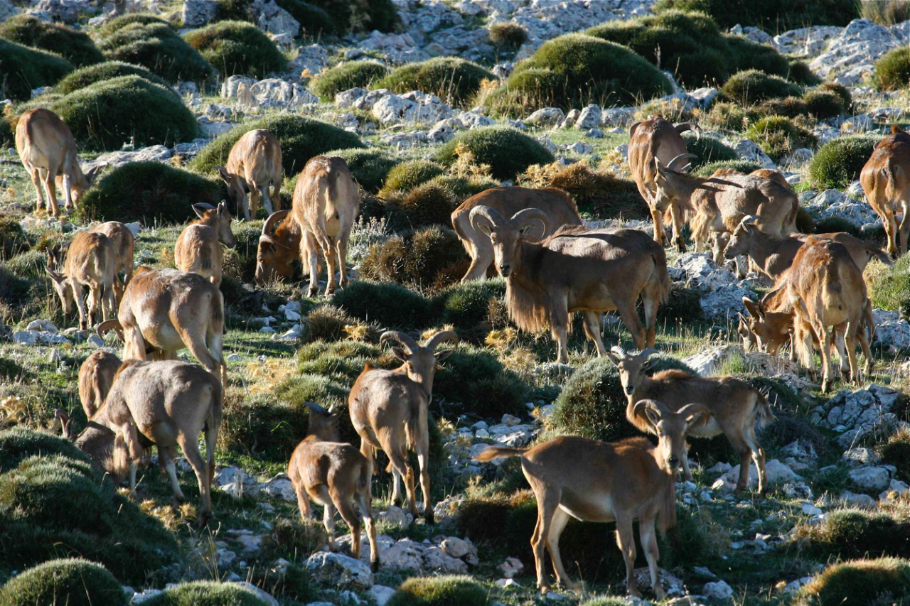 Un estudio en el que participa la UMH de Elche revela el papel “clave” de las cabras silvestres en la adaptación de las montañas mediterráneas al cambio climático Un estudio en el que participa la UMH de Elche revela el papel “clave” de las cabras silvestres en la adaptación de las montañas mediterráneas al cambio climático