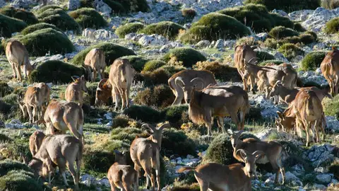Imagen de Arruís durante una campaña de campo en Sierra Espuña (Murcia). Imagen de Arruís durante una campaña de campo en Sierra Espuña (Murcia).