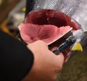 Un mayorista inspecciona un atún fresco Un mayorista inspecciona un atún fresco