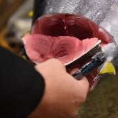 Un mayorista inspecciona un atún fresco