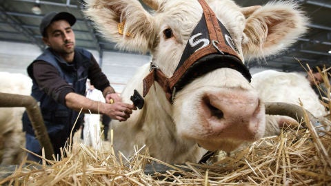 VI Feria de Castilla y Le&oacute;n de ganado bovino celebrada en Ciudad Rodrigo(Salamanca) 