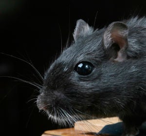 Rata negra Rata negra