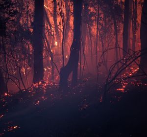 Incendios forestales en Australia Incendios forestales en Australia