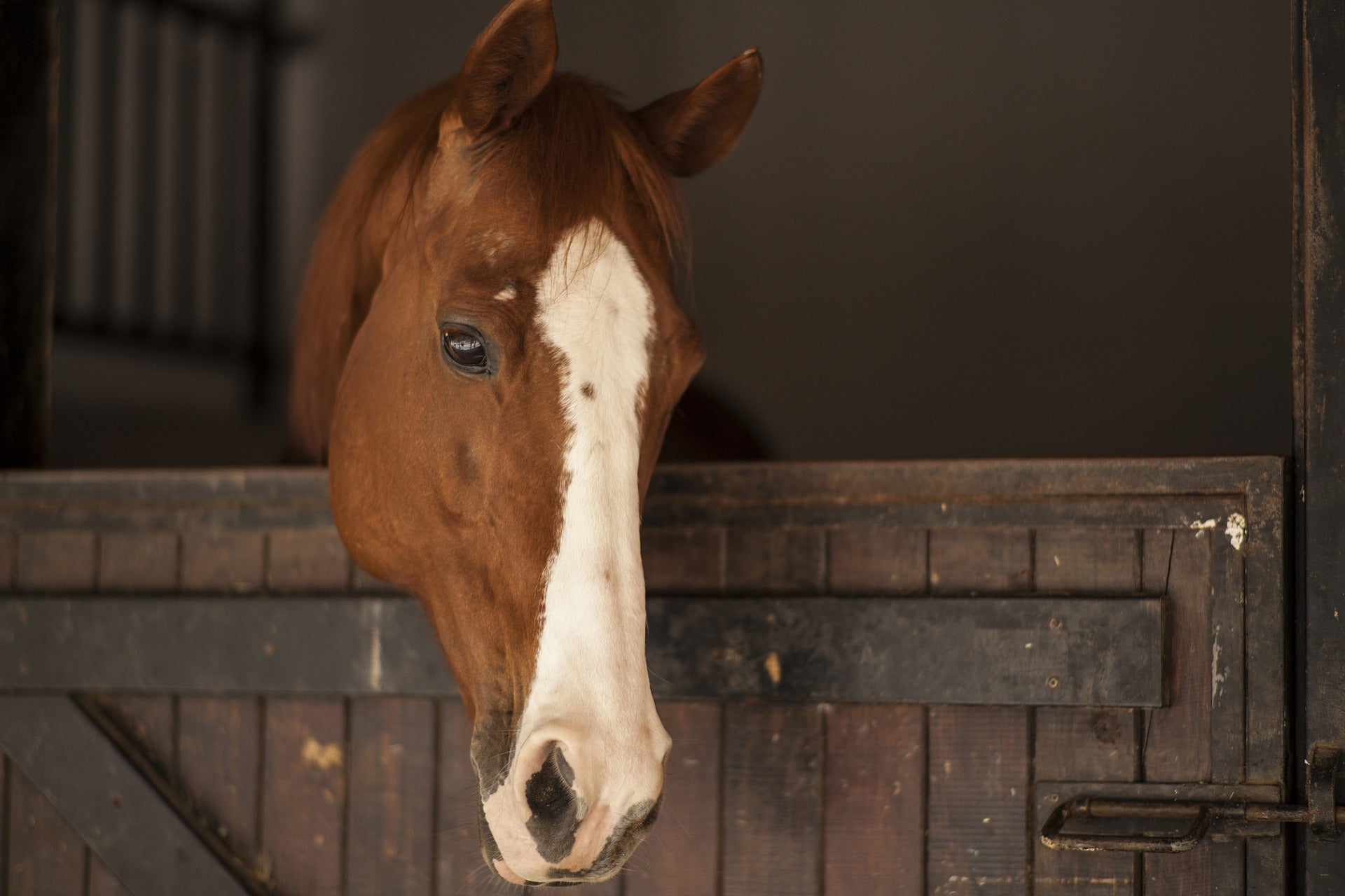 Confirmados tres casos del virus de la Fiebre del Nilo Occidental en tres caballos de la comarca ganadera de Don Benito Confirmados tres casos del virus de la Fiebre del Nilo Occidental en tres caballos de la comarca ganadera de Don Benito