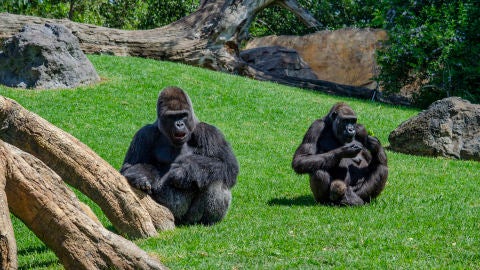 Bioparc Gorilas