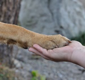 Un cura lleva perros a su Iglesias para que los adopten Un cura lleva perros a su Iglesias para que los adopten