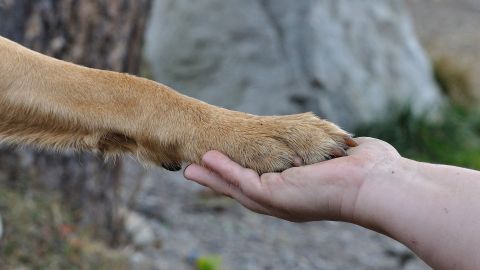 Un cura lleva perros a su Iglesias para que los adopten