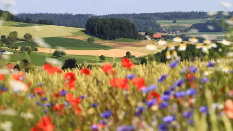 La biodiversidad mejora el rendimiento del los cultivos La biodiversidad mejora el rendimiento del los cultivos