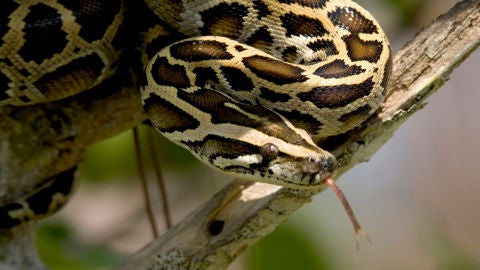 Una serpiente pit&oacute;n birmana