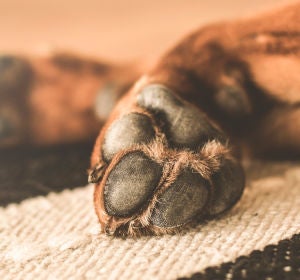 Patas de un perro Patas de un perro