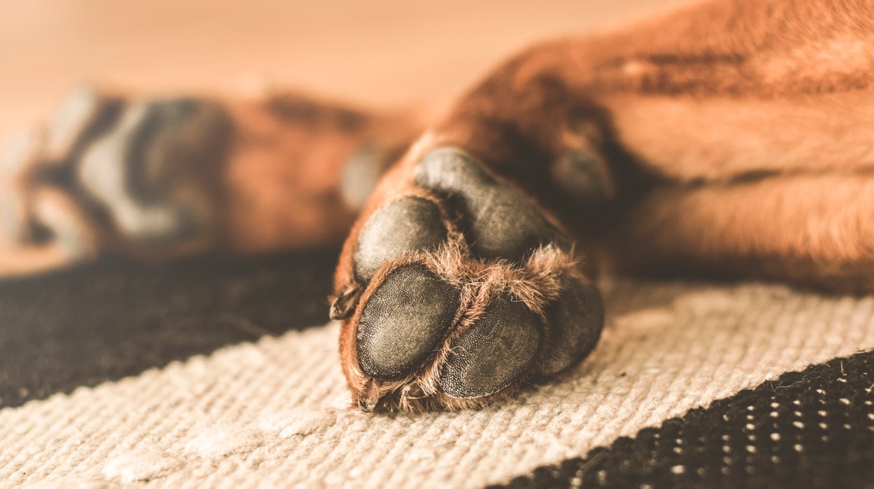 Viral | Un perro interrumpiendo a su dueño mientras daba el tiempo en directo y acapara toda la atención Viral | Un perro interrumpiendo a su dueño mientras daba el tiempo en directo y acapara toda la atención