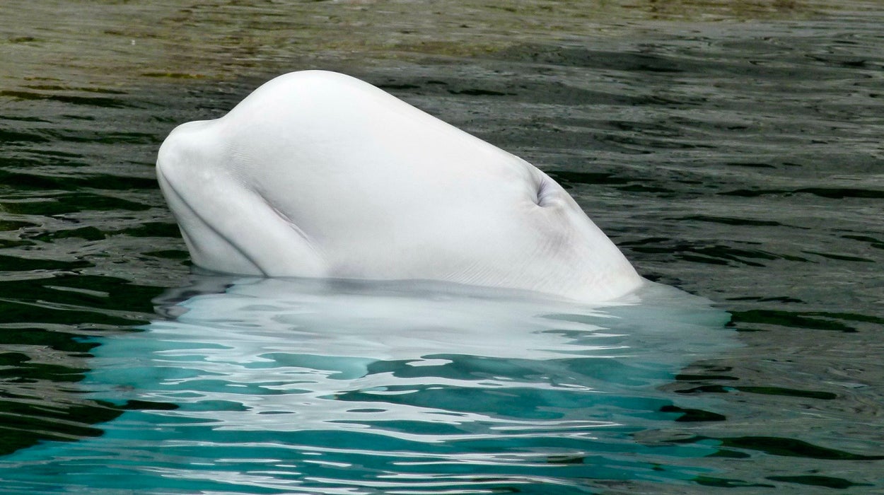 El vídeo de una beluga jugando al rugby se vuelve viral El vídeo de una beluga jugando al rugby se vuelve viral