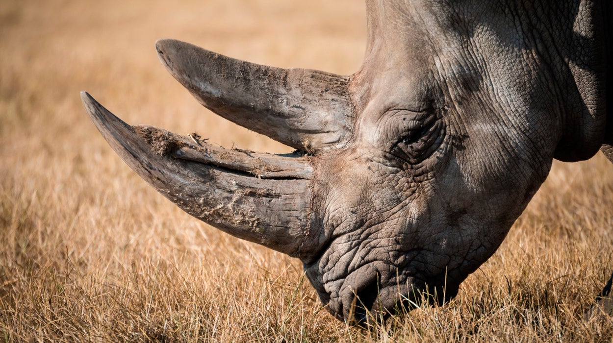 El curioso invento de unos científicos para salvar a los rinocerontes de su extinción El curioso invento de unos científicos para salvar a los rinocerontes de su extinción