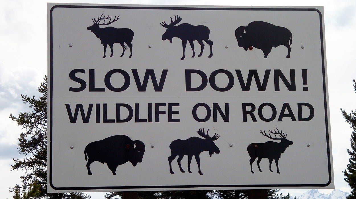 California abre la veda para que se puedan comer los animales atropellados California abre la veda para que se puedan comer los animales atropellados