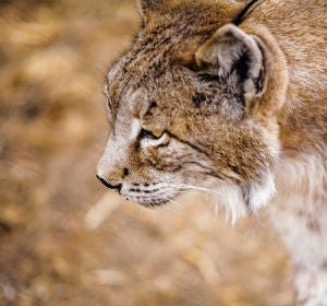 Lince Ibérico Lince Ibérico