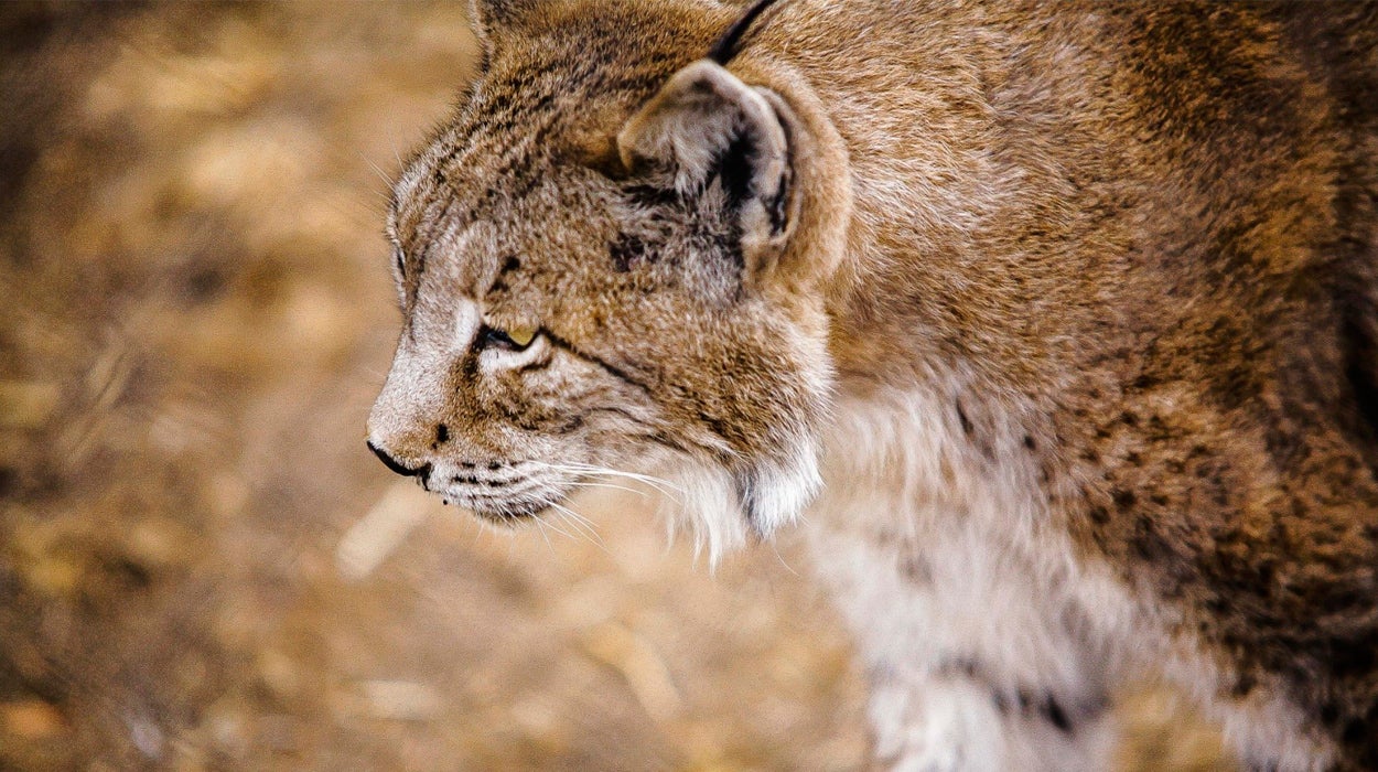 Mesa de redacción: Salvación del lince ibérico Mesa de redacción: Salvación del lince ibérico