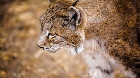 Lince Ib&eacute;rico