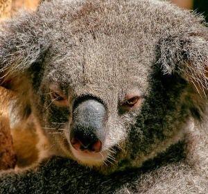 Koala Koala